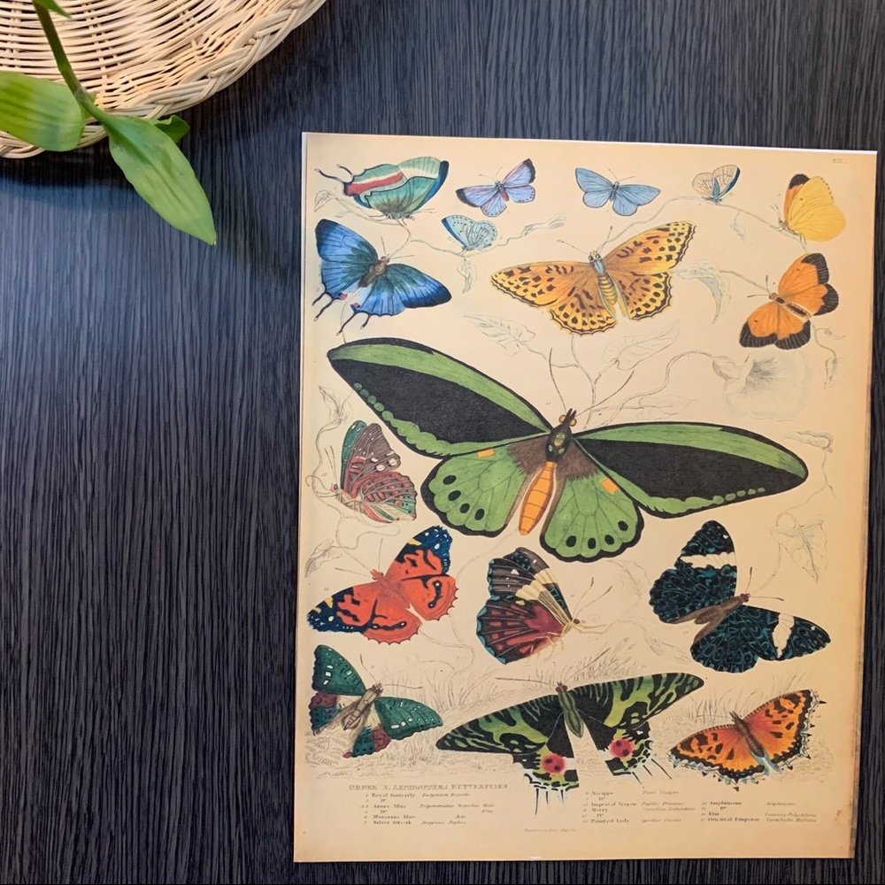 Vintage Biodiversity Butterfly Moth Chart 8x10 Print - Picture 8 of 8